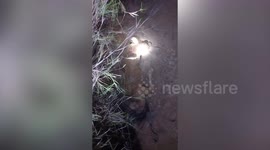 Hero villagers rescue cow stuck for two days in ditch