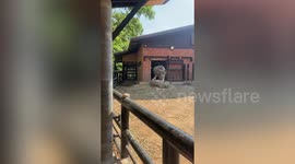 Rhino mum pushes her calf down ramp