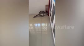 Pet cat plays with live snake like a chew toy