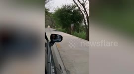 Terrified driver finds huge crocodile sleeping on road
