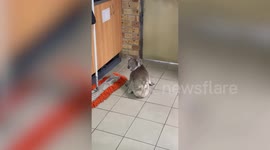 Wild koala wanders inside convenience store and jumps on worker's leg in Australia