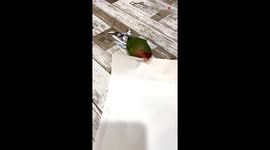 'Beauty is power!' - Peach-faced lovebird prepares for beauty pageant auditions