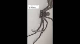 ‘I found huge venomous spider on my bed – now he’s my PET’.