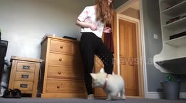 Influencer slammed for 'mistreating' her dogs hits back – saying Instagram career is 'fun' for the pets Part 3
