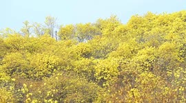 Tourists enjoy blooming Tabebuia chrysantha in Nanning, China