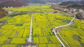 Tourists Enjoy Rapeseed Flowers In Qiandongnan, China