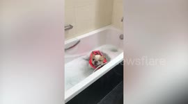 Pet French bulldog wears life jacket while standing in bathtub