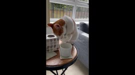 My cat every morning wants some of my tea! Well here you go. Having a nice cup of English tea.