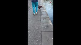 Water-shy dog decides to squash her fears by launching herself into a pond