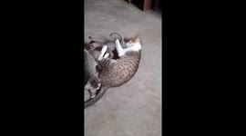 mom cat playing with her cute kittens in India . Mother Cat and Cute Kittens