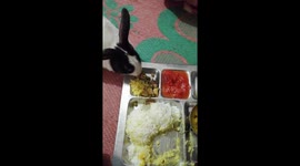 Rabbit eating with human