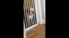 Bulldog or dolphin? Pooch makes bizarre clicking noise in attempt to get owner's attention