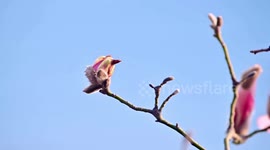 Magnolia Flowers in Full Bloom in Lianyungang, China