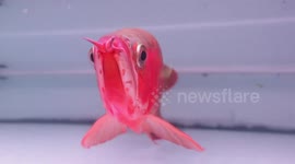 The birth of Arowana, most expensive fish in Indonesia