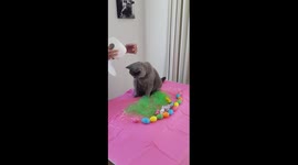 How to wrap your Cat for Easter! See Scooter, the cat who got famous by being wrapped for Christmas, get wrapped for Easter!