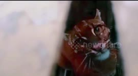 The West Lampung Police Department successfully uncovered a case of illegal wildlife trafficking involving the endangered and protected species of leopard cats. In this operation, one suspect from South Sumatra was apprehended and is now being held accoun