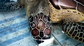 Indonesian citizens are protecting the population of turtles that are nearly extinct.