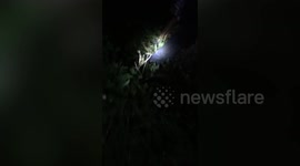 Stray dog drowning in 9ft-deep well rescued in Thailand