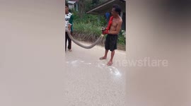 Brave villagers catch enormous 17ft-long cobra at resident's home in Thailand