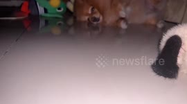 Fluffy pet dog ends up stuck under couch when he slipped in to hide