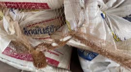 Wild rat snake tangles in net when it tried to slither on pile of rice sacks