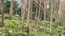 Park rangers drive large elephant herd back into Thai forest by shouting