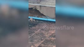 Large pregnant cobra caught nesting in family's garden