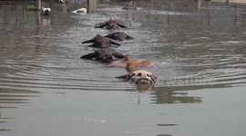 Feed friendly water buffalo at this cafe in rural Thailand