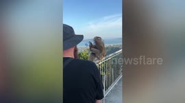 Wild monkey attacks tourist on mountain in Thailand