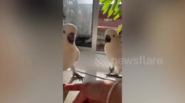 Wild cockatoo pair eat snacks on paper coffee cups