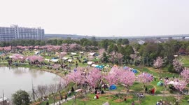 Visitors Enjoy Cherry Blossoms at Ningbo Botanical Garden in Ningbo, China