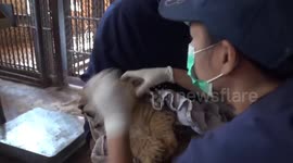 Vets check lion cubs at zoo before exhibition