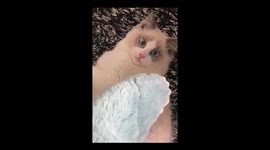 Mischievous kitten hits vet's head after he tried to vaccinate the feline