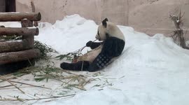 panda enjoying  eating his  branches of leaves  at lunch