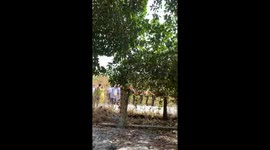 This tree has hundreds of 20kg jackfruit hanging off its branches