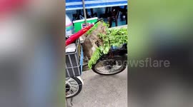 Frenzied stray cat feasts on fresh catnip at the back of motorcycle