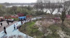 Tourists Enjoy Plum Blossoms In Suqian, China