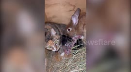 Cat and rabbit team up to co-parent their litters and FEED each other's babies