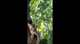 The Cute kitten kitten went up the tree . Two kitten  climb down a tree