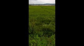 Beautiful green paddy farm in near Mahanadi river in sambalpur Odisha