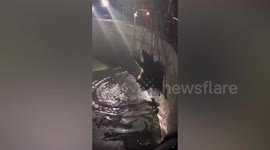 Emergency services rescue wild boar from drowning in pond at Chinese university