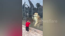 Tiger playfully responds to toddler's 'paw-punching' through enclosure glass at Chinese zoo