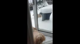 Cute Dogs Wake Up To A Snowy Garden In Leeds, Yorkshire