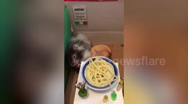 Woman spent £3.5k and travelled 7,000 miles to spread her hamster's ashes - in Hawaii