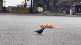 Cat surprises onlookers by launching sudden attack on pigeon