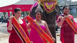 Plus-size 'jumbo queen' models have bizarre eating contest with elephant
