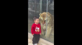 Kid “fight” with an enormous tiger through a glass in zoo in China