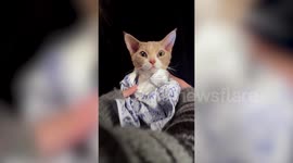 Pet cat models amazing handmade Chinese-style costumes like porcelain doll