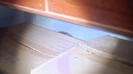 King cobra found among cardboard boxes in family's house