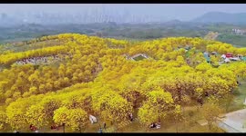 Tourists Enjoy Blooming Tabebuia Chrysantha in Nanning, China